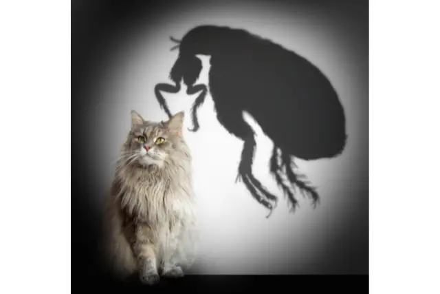 cat with a flea silhouette on the background